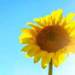 closeup photo of sunflowers