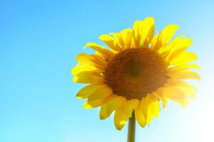 closeup photo of sunflowers