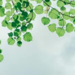 photography of leaves under the sky